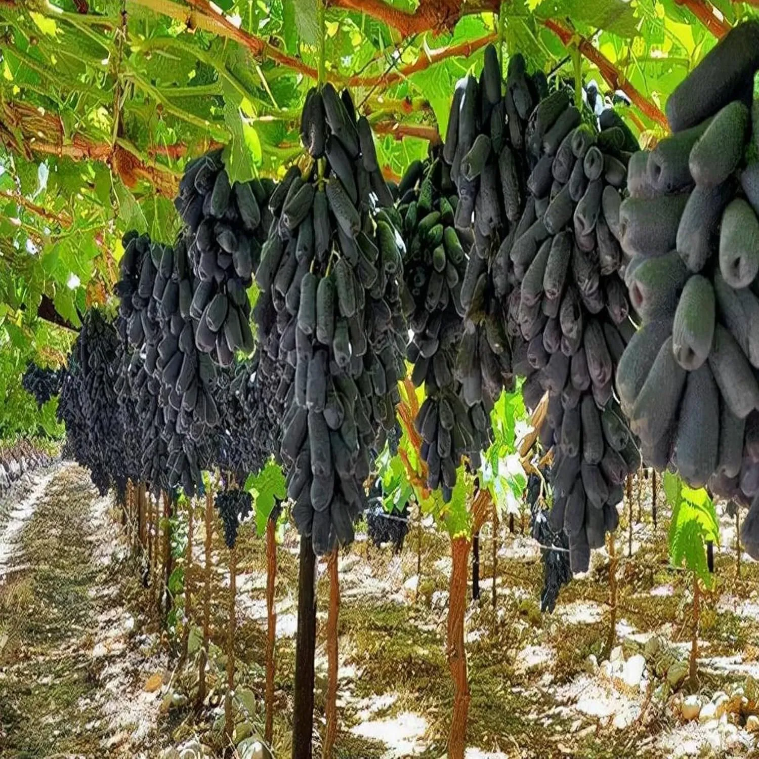 EverSneh Live Grapes Black Sharad Seedless Variety Angoor Fruit (Air Layering) Live Plants & Tree With Black Plastic Pot