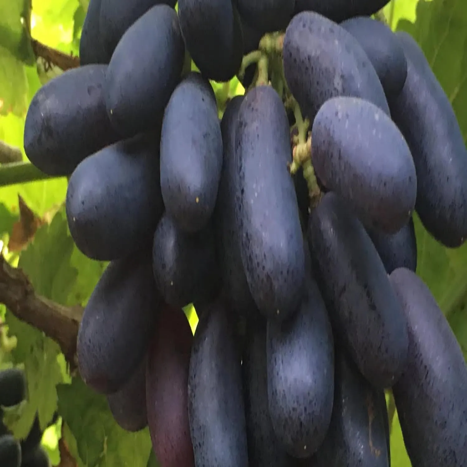 EverSneh Live Grapes Black Sharad Seedless Variety Angoor Fruit (Air Layering) Live Plants & Tree With Black Plastic Pot