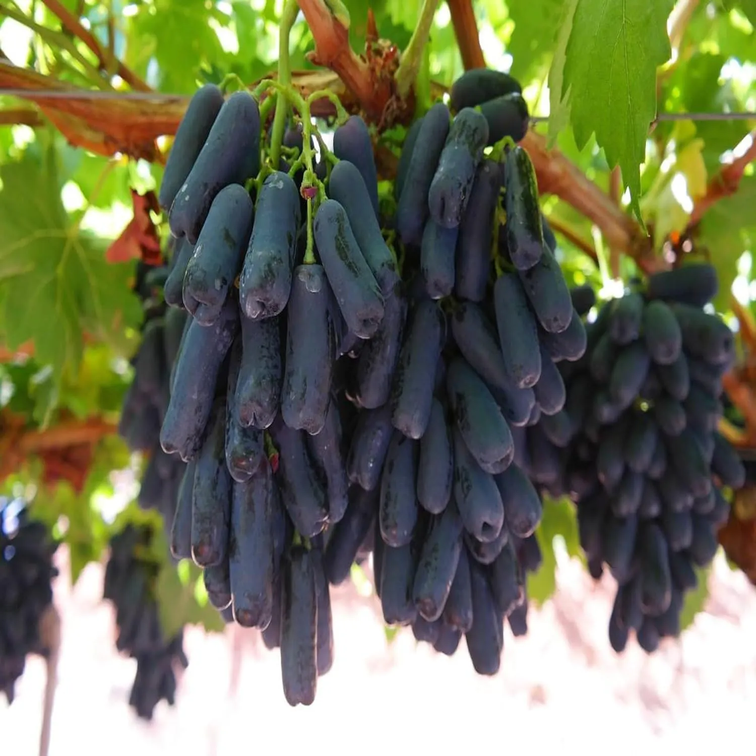 EverSneh Live Grapes Black Sharad Seedless Variety Angoor Fruit (Air Layering) Live Plants & Tree With Black Plastic Pot